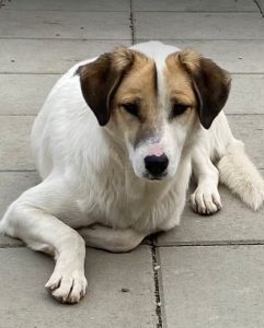 Christa a tan and white Romanian rescue dog | 1 Dog at a Time Rescue UK