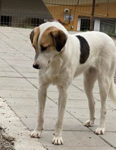 Christa a tan and white Romanian rescue dog | 1 Dog at a Time Rescue UK