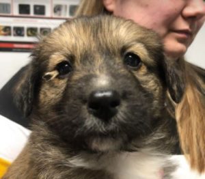 Clyde a brown romanian rescue dog | 1 dog at a time rescue uk