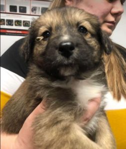 Clyde a brown romanian rescue dog | 1 dog at a time rescue uk