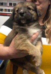 Clyde a brown romanian rescue dog | 1 dog at a time rescue uk