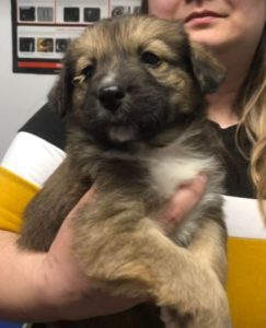 Clyde a brown romanian rescue dog | 1 dog at a time rescue uk