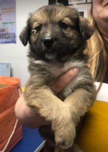 Clyde a brown romanian rescue dog | 1 dog at a time rescue uk