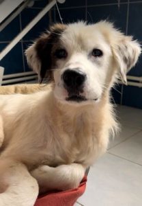 Cody a white rescue dog | 1 dog at a time rescue UK