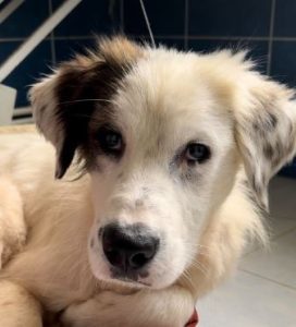 Cody a white rescue dog | 1 dog at a time rescue UK