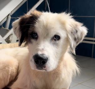 Cody a black and white rescue dog 3_1 dog at a time rescue UK Cody a white rescue dog | 1 dog at a time rescue UK