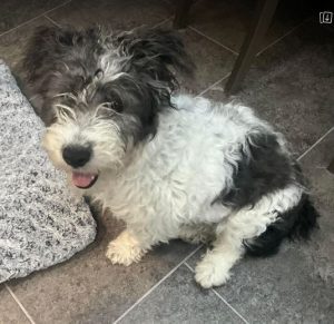 Danny a black and white rescue dog | 1 dog at a time rescue UK