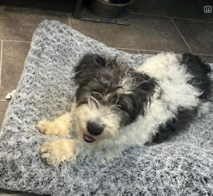 Danny a black and white rescue dog | 1 dog at a time rescue UK