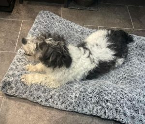 Danny a black and white rescue dog | 1 dog at a time rescue UK