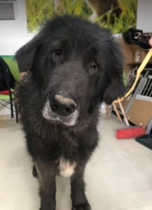 Della a black Romanian rescue dog | 1 Dog at a Time Rescue UK