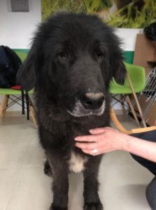 Della a black Romanian rescue dog | 1 Dog at a Time Rescue UK