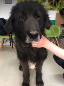 Della a black Romanian rescue dog | 1 Dog at a Time Rescue UK