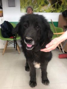 Della a black Romanian rescue dog | 1 Dog at a Time Rescue UK