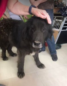 Della a black Romanian rescue dog | 1 Dog at a Time Rescue UK