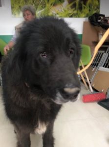 Della a black Romanian rescue dog | 1 Dog at a Time Rescue UK