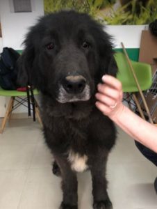 Della a black Romanian rescue dog | 1 Dog at a Time Rescue UK