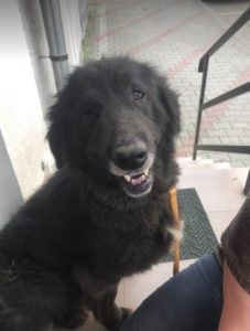 Della a black Romanian rescue dog | 1 Dog at a Time Rescue UK