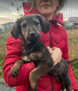 Denis a black and tan Romanian rescue dog | 1 Dog at a Time Rescue UK