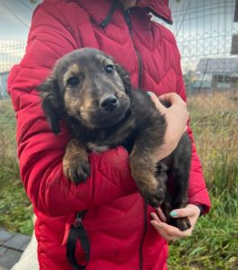 Denis a black and tan Romanian rescue dog | 1 Dog at a Time Rescue UK