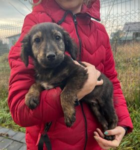 Denis a black and tan Romanian rescue dog | 1 Dog at a Time Rescue UK