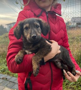 Denis a black and tan Romanian rescue dog | 1 Dog at a Time Rescue UK