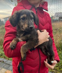 Denis a black and tan Romanian rescue dog | 1 Dog at a Time Rescue UK