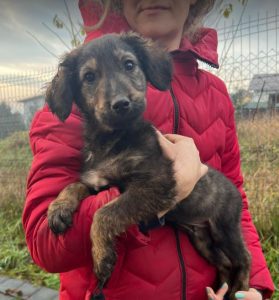 Denis a black and tan Romanian rescue dog | 1 Dog at a Time Rescue UK