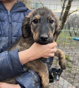 Denis a black and tan Romanian rescue dog | 1 Dog at a Time Rescue UK