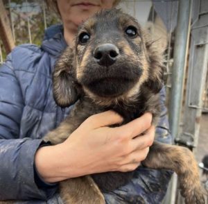 Denis a black and tan Romanian rescue dog | 1 Dog at a Time Rescue UK