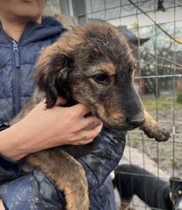 Denis a black and tan Romanian rescue dog | 1 Dog at a Time Rescue UK