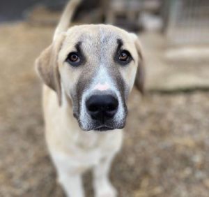 Denny a grey and white rescue dog | 1 dog at a time rescue UK