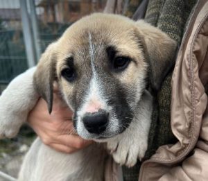 Denny a white and tan rescue dog | 1 dog at a time rescue UK