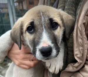 Denny a white and tan rescue dog | 1 dog at a time rescue UK