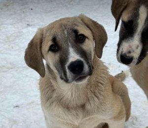 Denny a grey and white rescue dog | 1 dog at a time rescue UK