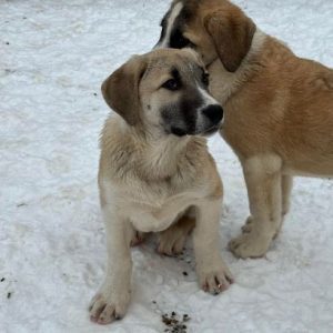 Denny a grey and white rescue dog | 1 dog at a time rescue UK