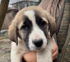 Dexter a white and tan rescue dog | 1 dog at a time rescue UK