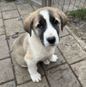 Dexter a white and tan rescue dog | 1 dog at a time rescue UK