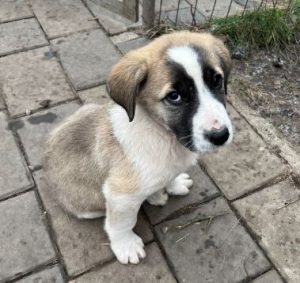 Dexter a white and tan rescue dog | 1 dog at a time rescue UK