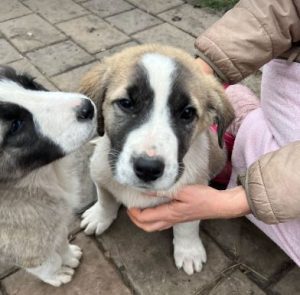 Dexter a white and tan rescue dog | 1 dog at a time rescue UK