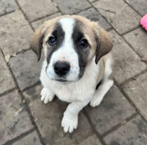 Dexter a white and tan rescue dog | 1 dog at a time rescue UK