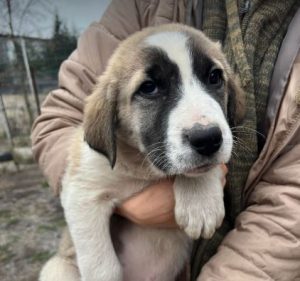 Dexter a white and tan rescue dog | 1 dog at a time rescue UK