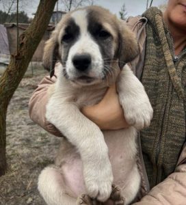 Dexter a white and tan rescue dog | 1 dog at a time rescue UK