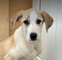 Digby a white and tan rescue dog | 1 dog at a time rescue UK