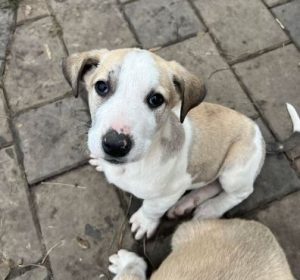 Digby a white and tan rescue dog | 1 dog at a time rescue UK