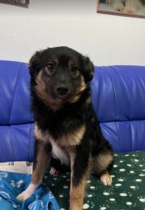 Eddie a black and tan Romanian rescue dog | 1 Dog at a Time Rescue UK