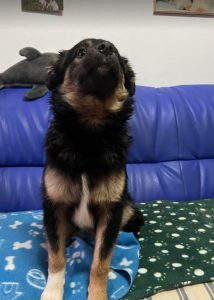 Eddie a black and tan Romanian rescue dog | 1 Dog at a Time Rescue UK