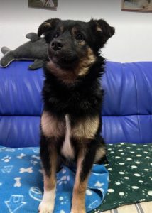 Eddie a black and tan Romanian rescue dog | 1 Dog at a Time Rescue UK