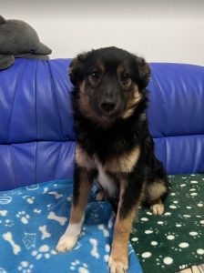 Eddie a black and tan Romanian rescue dog | 1 Dog at a Time Rescue UK