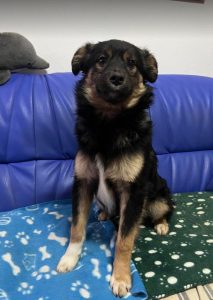 Eddie a black and tan Romanian rescue dog | 1 Dog at a Time Rescue UK