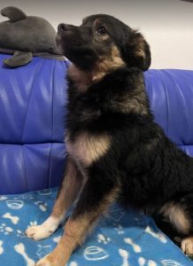 Eddie a black and tan Romanian rescue dog | 1 Dog at a Time Rescue UK